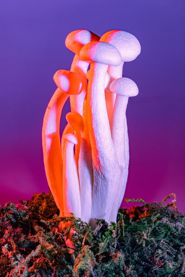 Mushrooms on Vibrant Background